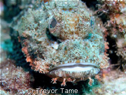 Scorpionfish at Curtian Artificial Reef off Morton Island by Trevor Tame 